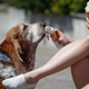 Woman feeds vanilla ice cream cone to large basset hound
